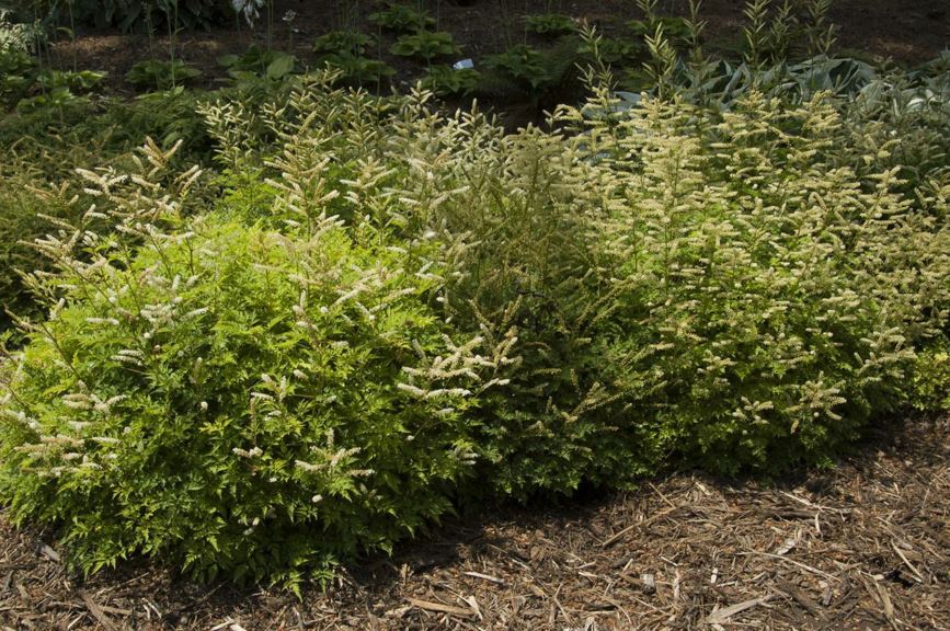 Aruncus aethusifolius