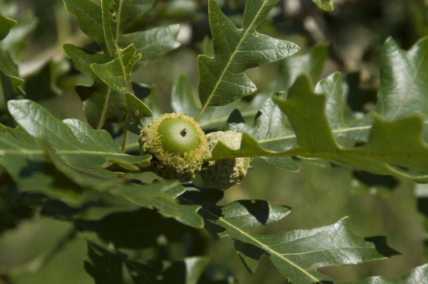 Quercus × Q. gambelii × Q. macrocarpa