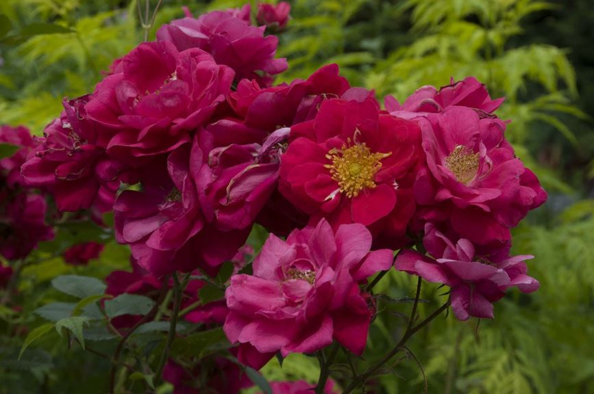 Rosa 'Henry Kelsey' - hybrid kordesii rose