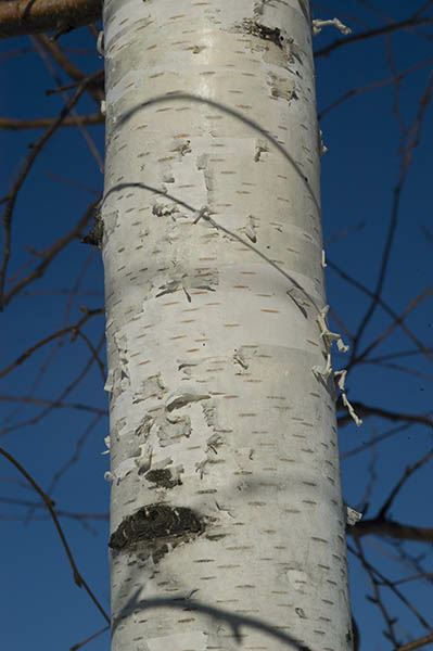 Betula 'Avalzam' Avalanche