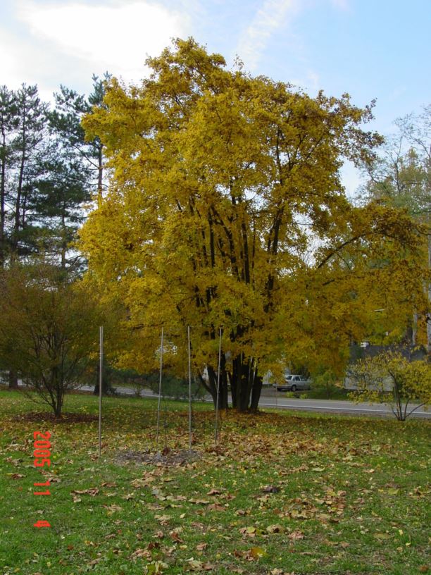 Acer campestre