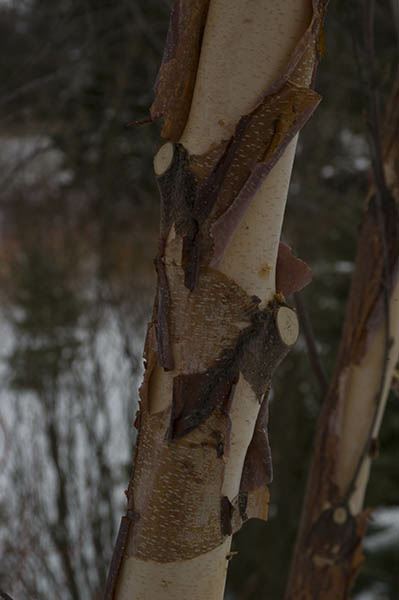 Betula nigra 'Cully' Heritage®