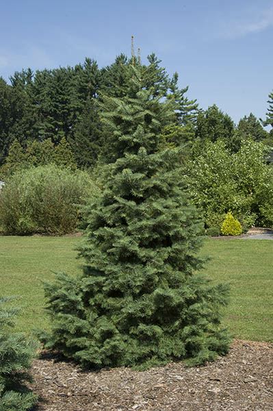 Abies concolor