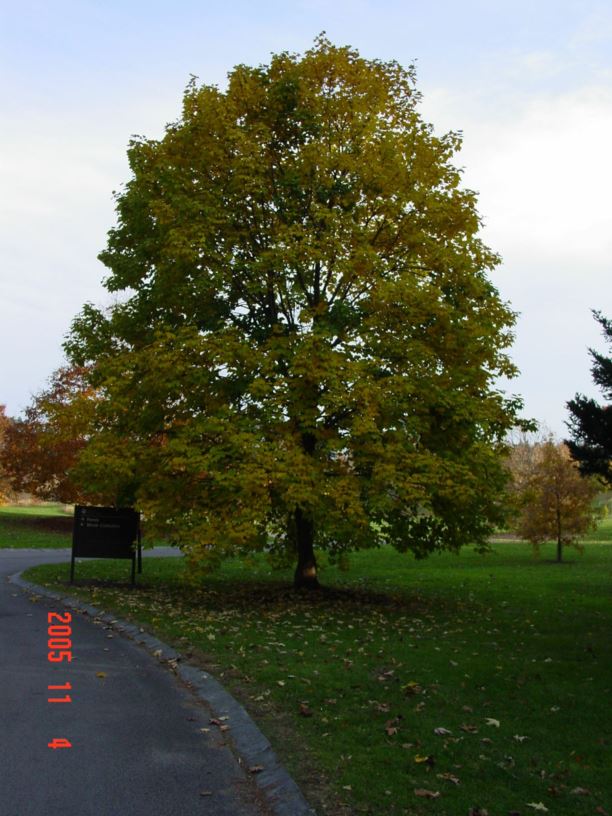 Acer pseudoplatanus