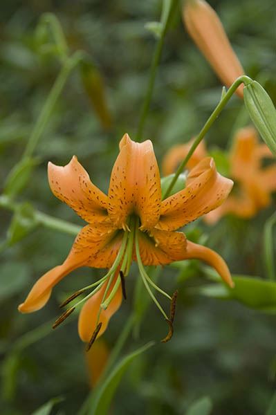 Lilium henryi - Henry lily