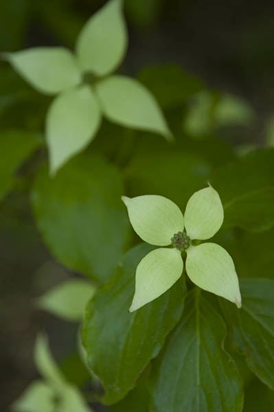 Cornus kousa