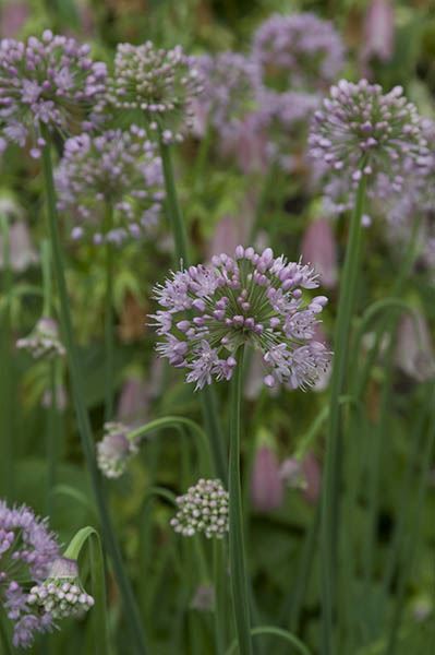 Allium carinatum subsp. pulchellum