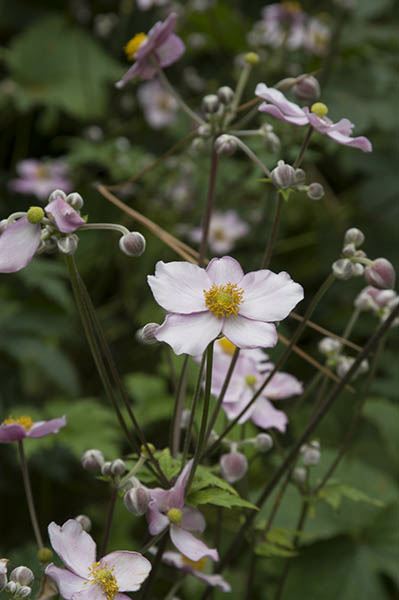 Anemone × hybrida 'Robustissima'