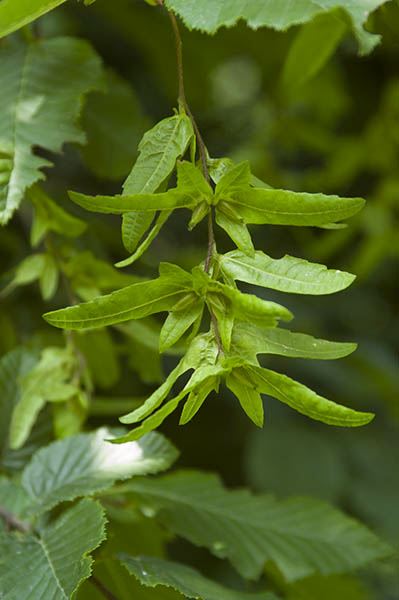 Carpinus betulus