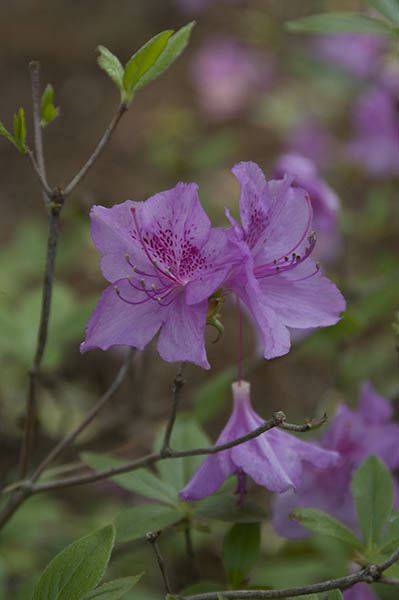 Rhododendron yedoense var. poukhanense - Korean azalea