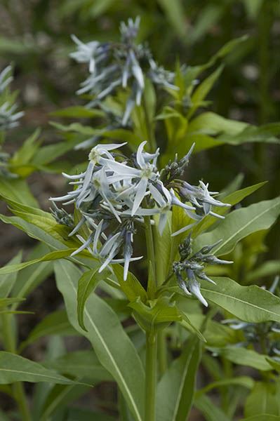 Amsonia tabernaemontana