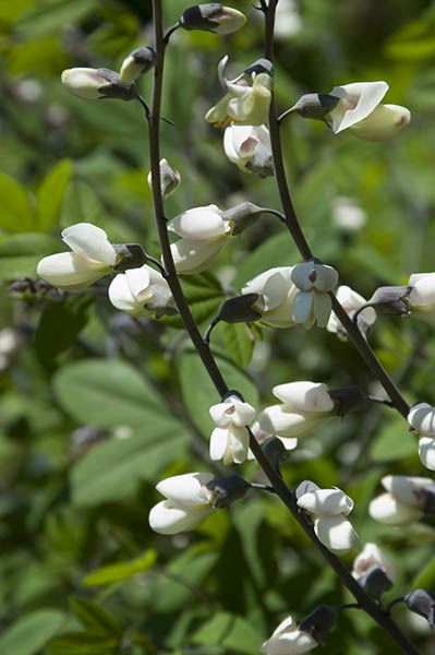 Baptisia alba var. alba