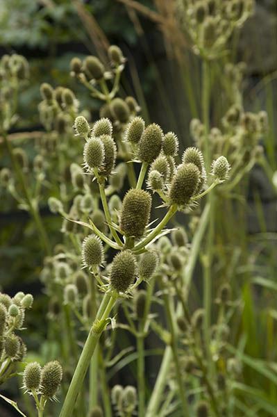 Eryngium agavifolium