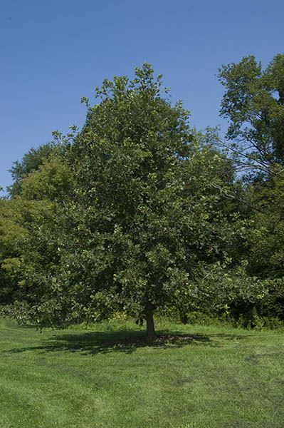 Quercus × Q. macrocarpa × Q. muehlenbergii × Q. robur 'Ooti'