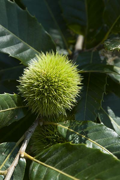 Castanea '142 Q Grimo Seedling'