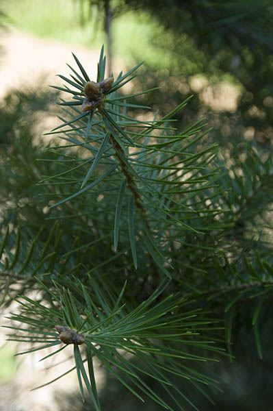 Abies holophylla