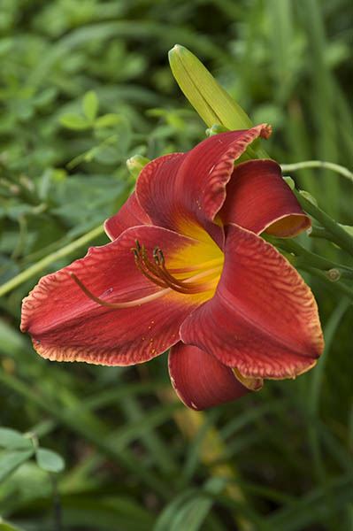Hemerocallis 'Opera Elegance' - large-flowered daylily