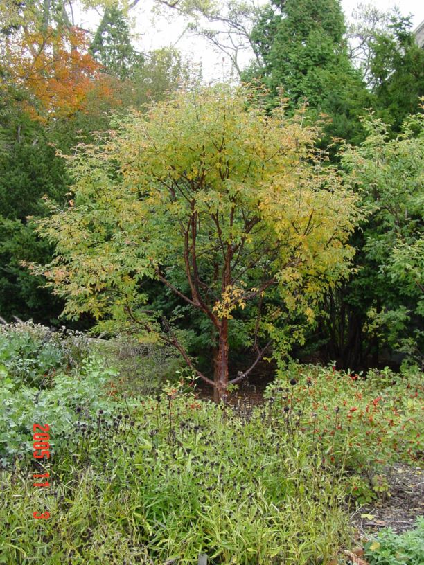 Acer griseum