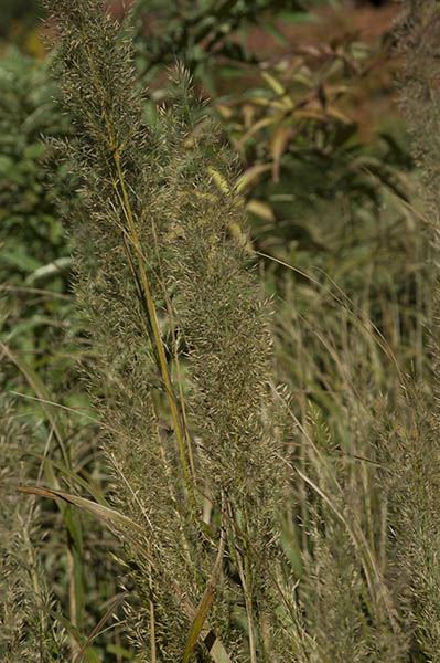 Calamagrostis arundinacea