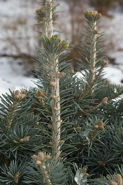 Abies lasiocarpa var. arizonica 'Compacta'