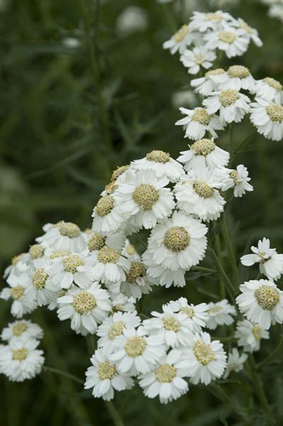 Achillea ptarmica 'Ballerina'