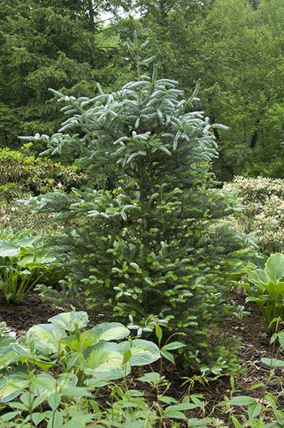 Abies koreana 'Horstmann's Silberlocke'