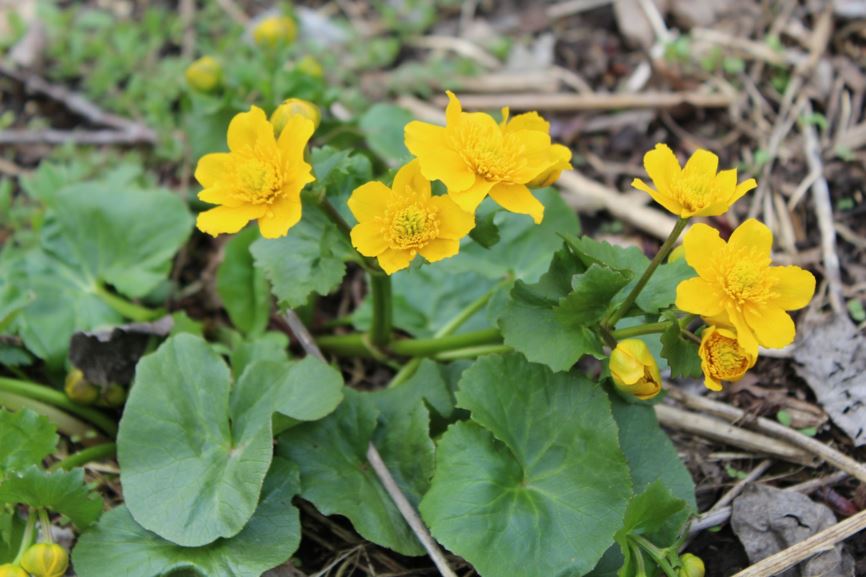 Caltha palustris 'Double Gold'
