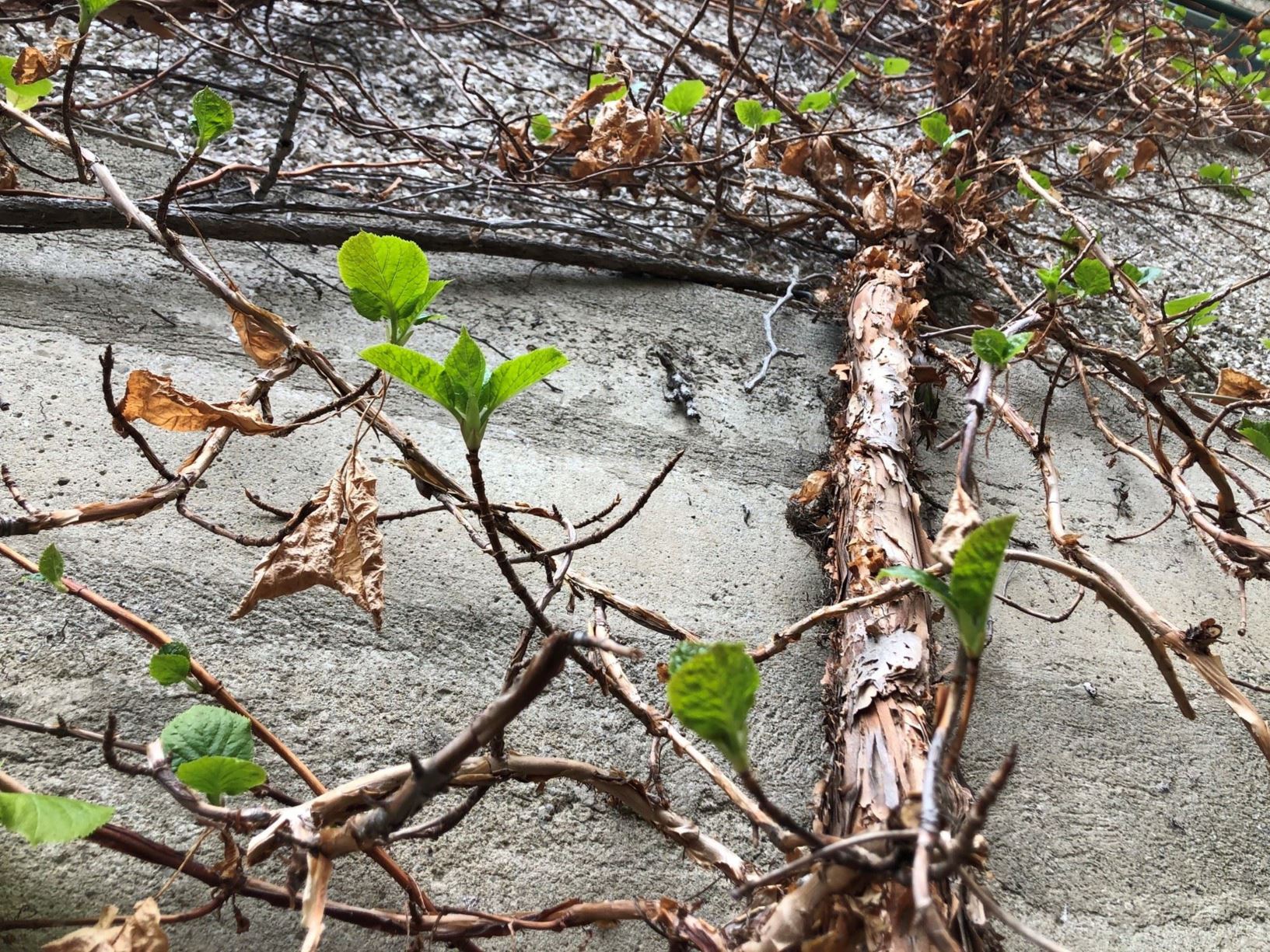 Hydrangea anomala subsp. petiolaris