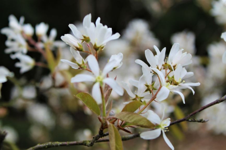 Amelanchier laevis
