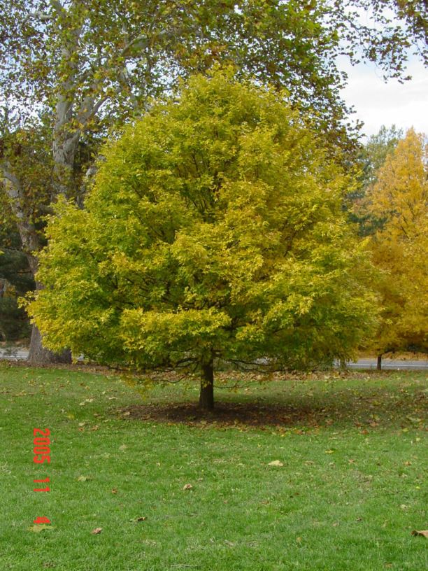 Acer truncatum