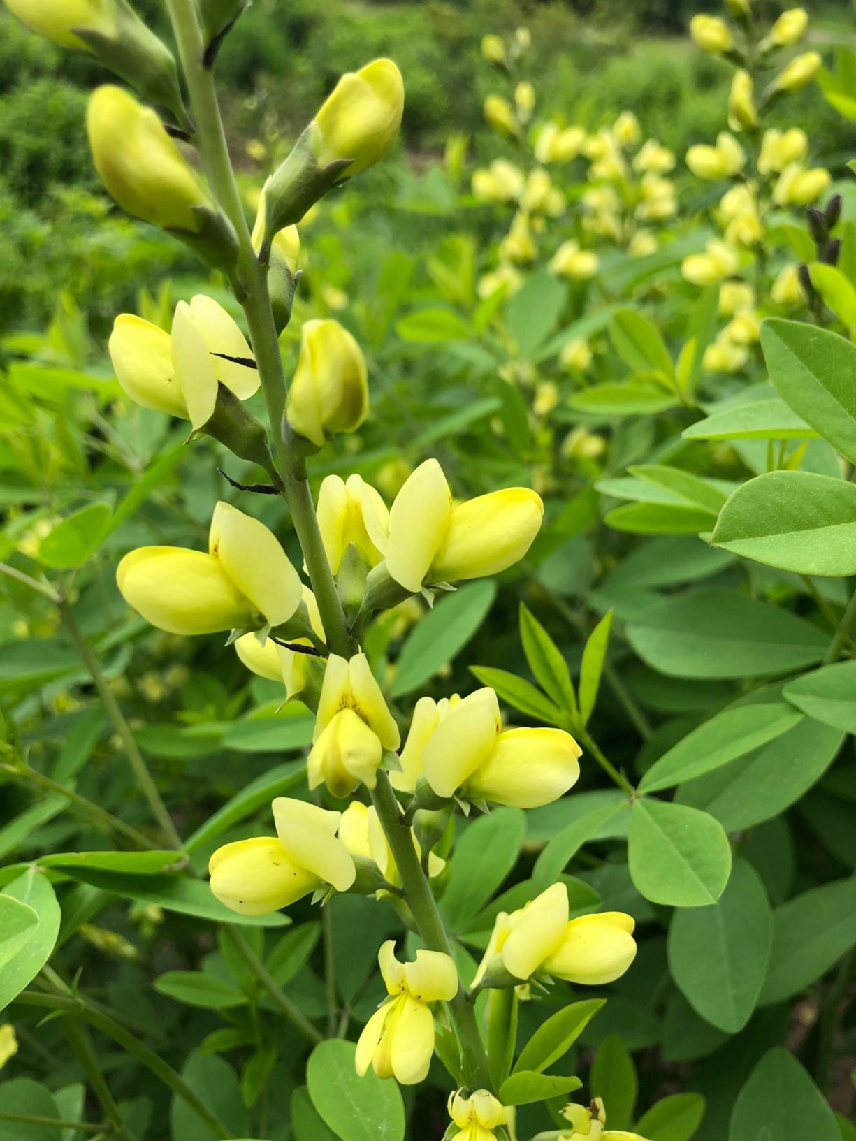 Baptisia 'Carolina Moonlight'