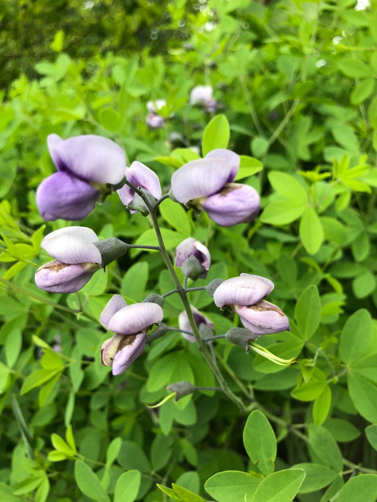 Baptisia × bicolor 'Starlite' Starlite Prairieblues™