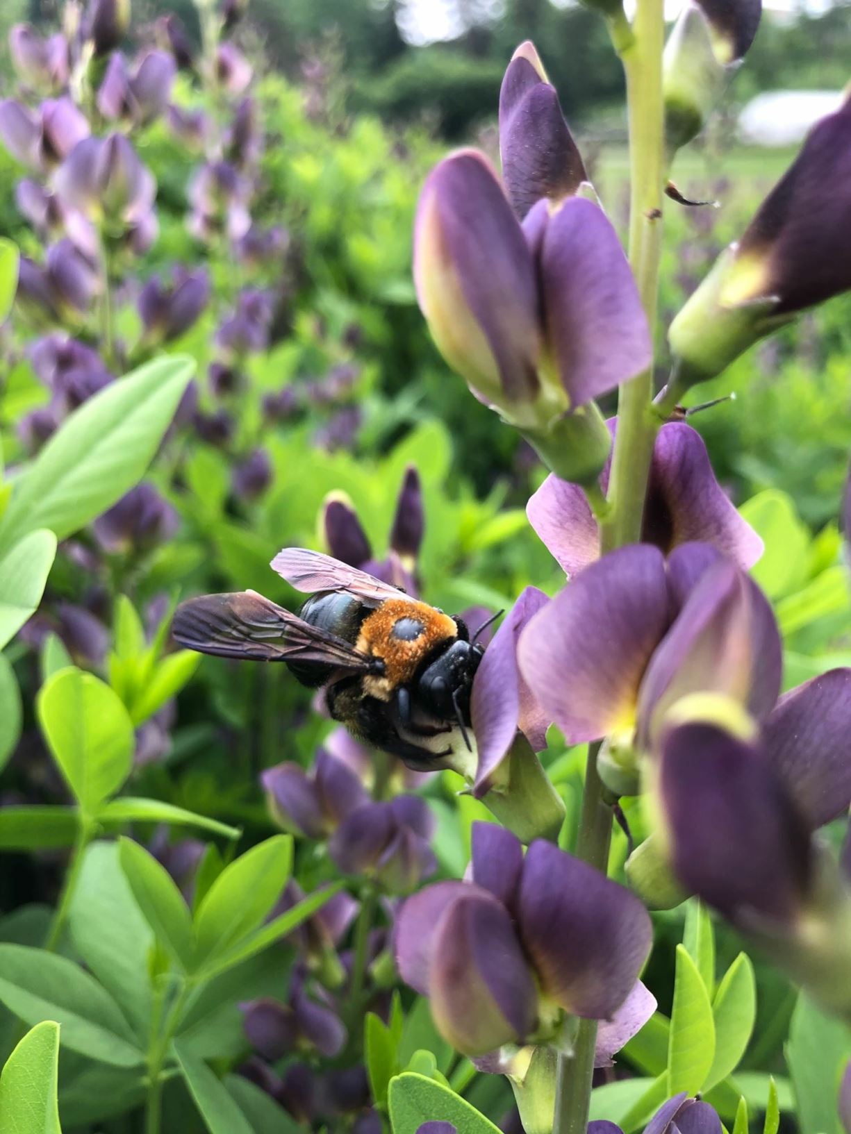 Baptisia × variicolor 'Twilite' Twilite Prarieblues™