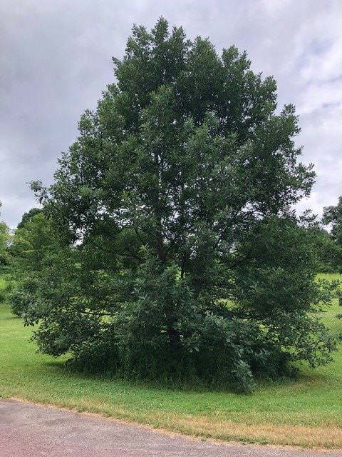 Quercus × vilmoriniana