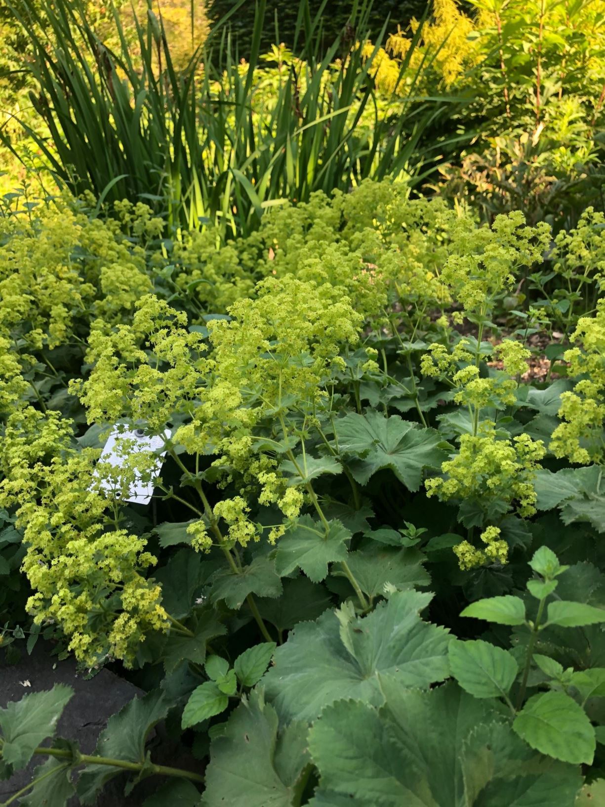 Alchemilla mollis 'Auslese'