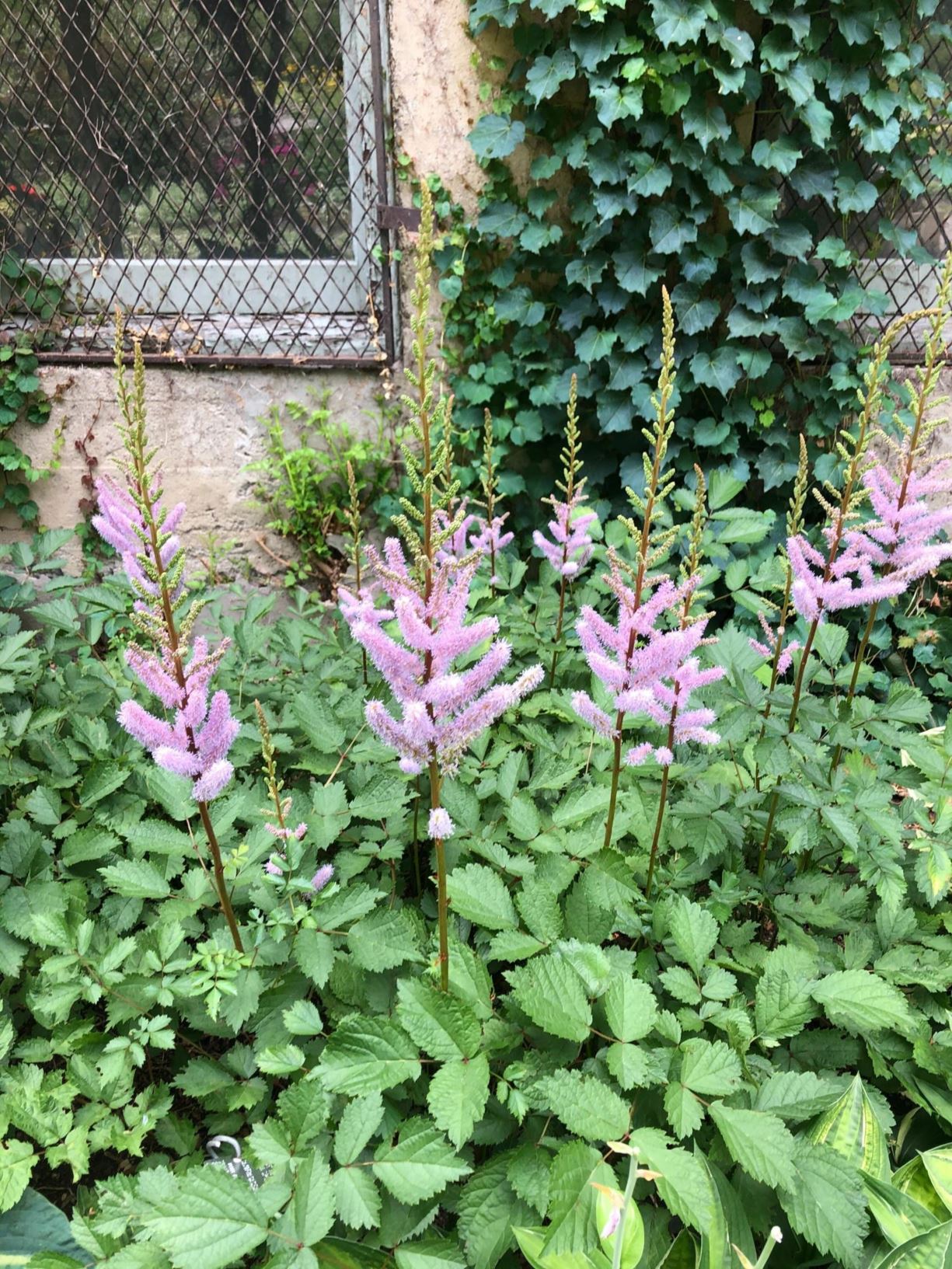 Astilbe rubra 'Korean Splendor'