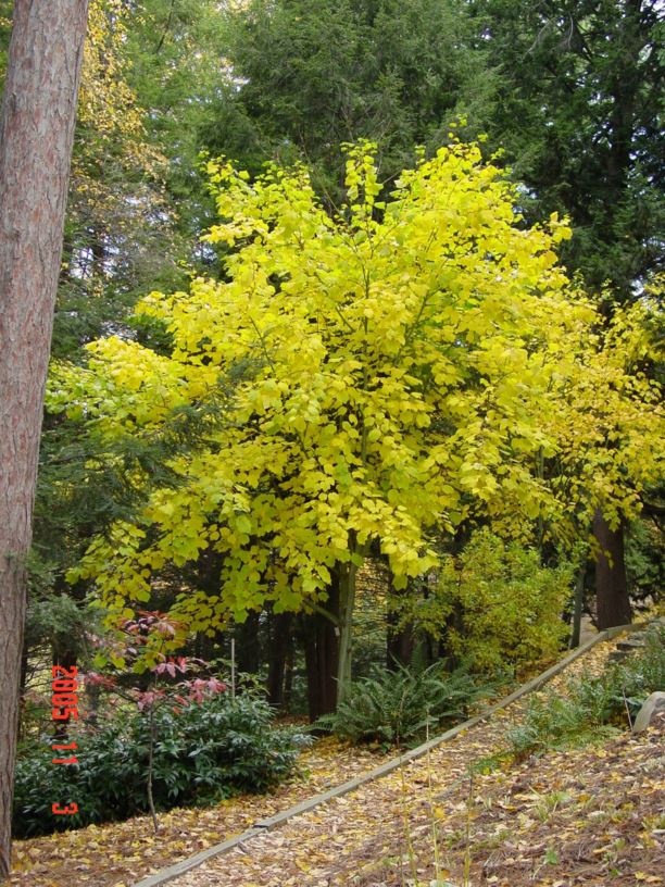 Acer 'White Tigress'