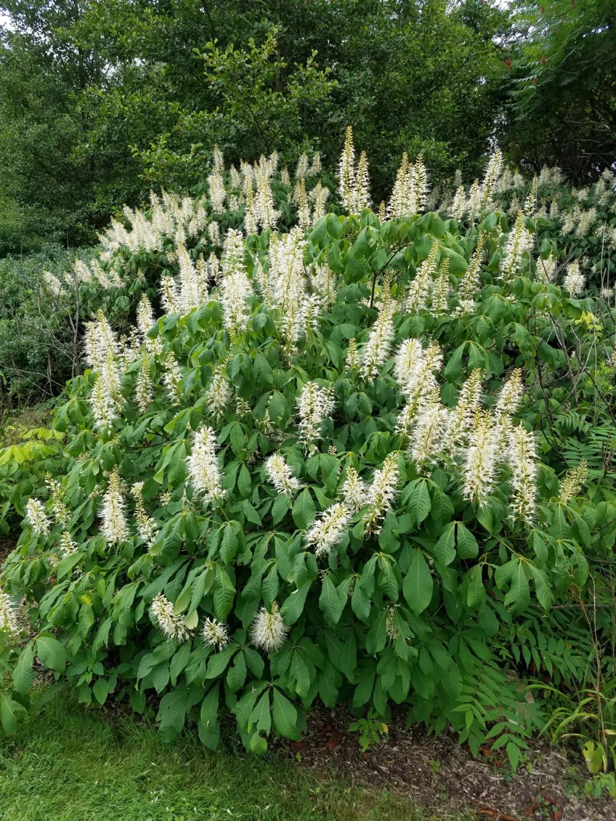 Aesculus parviflora