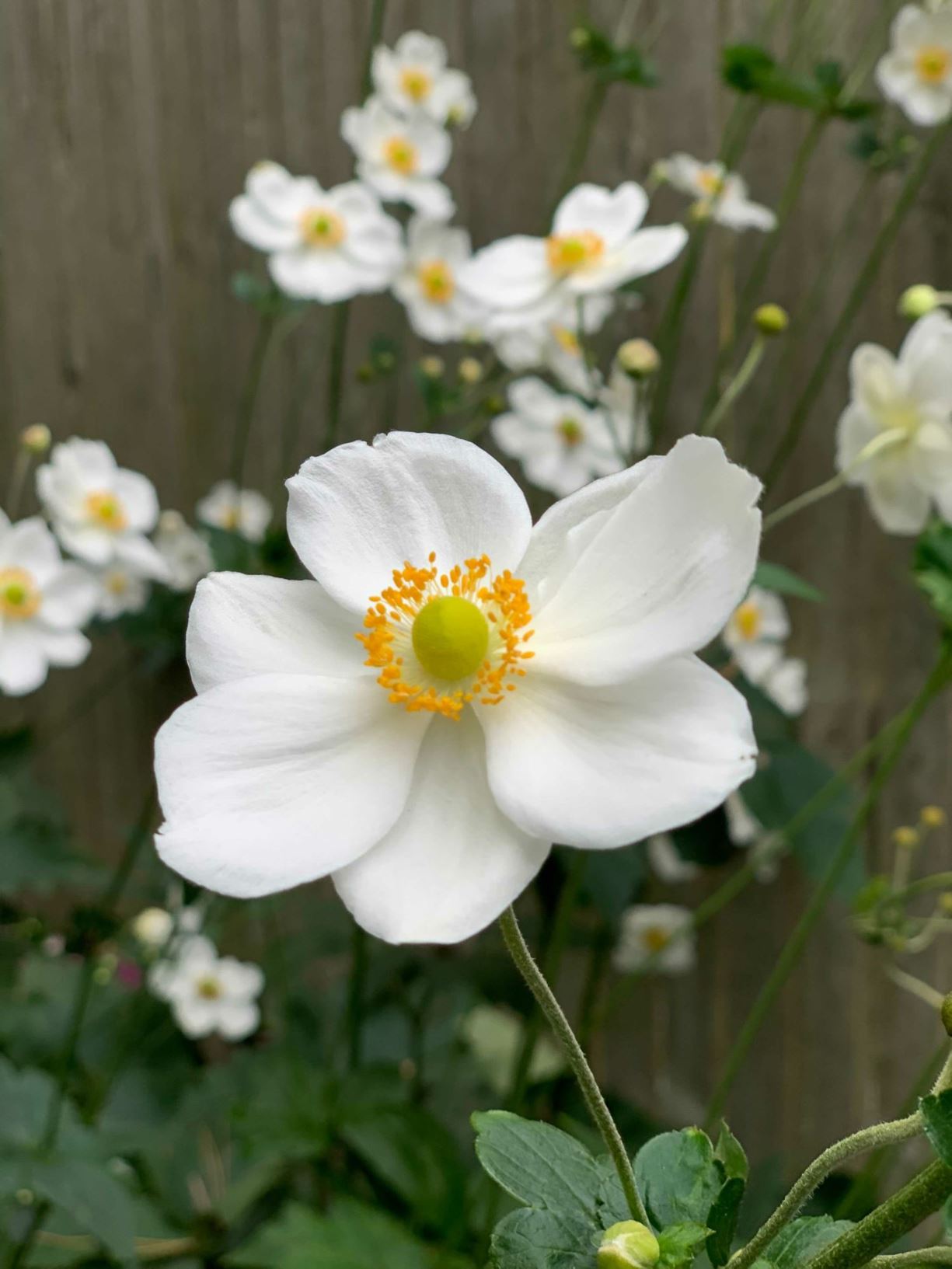 Anemone × hybrida 'Honorine Jobert'