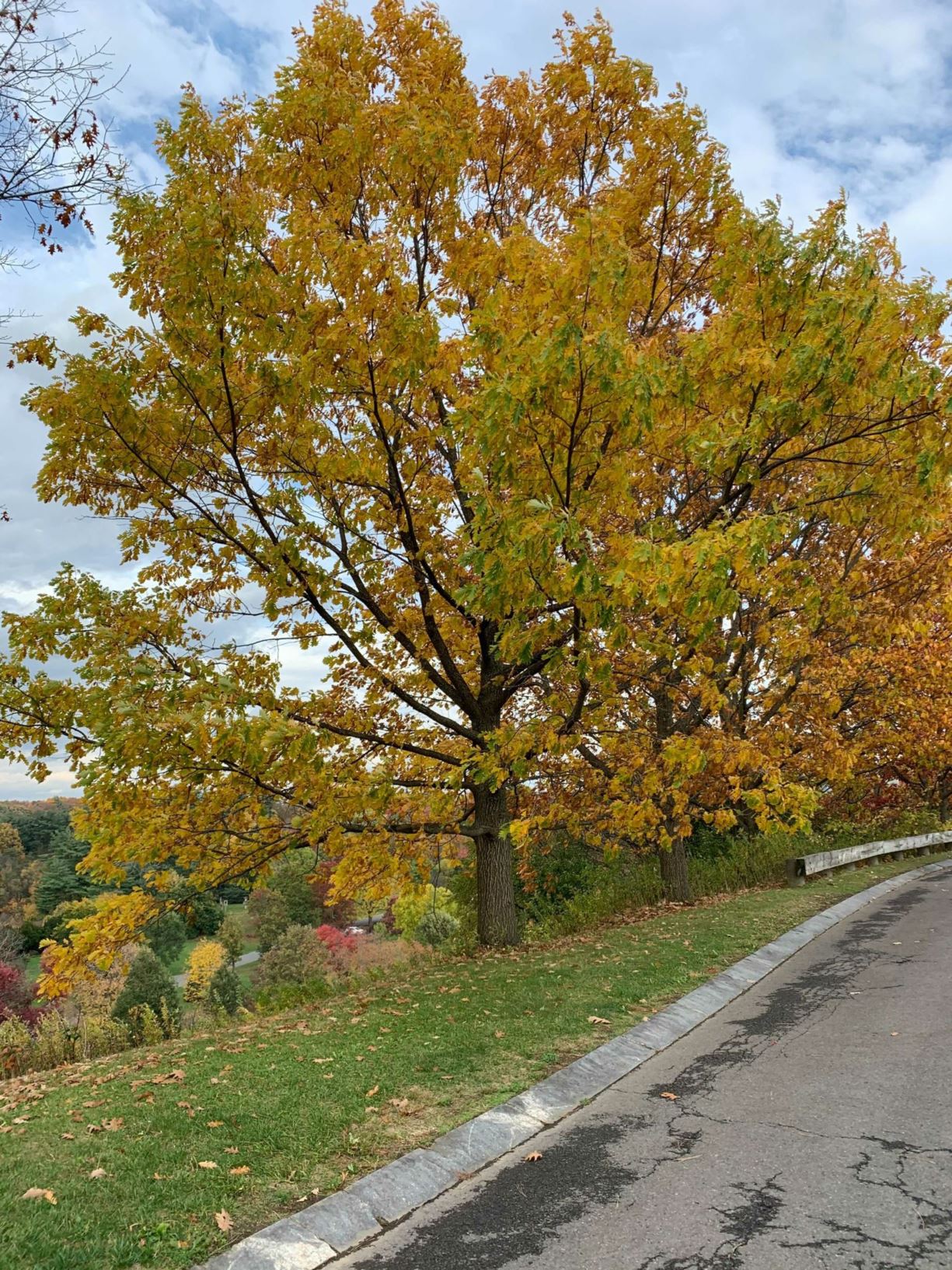 (Quercus × Q. montana) × Q. alba