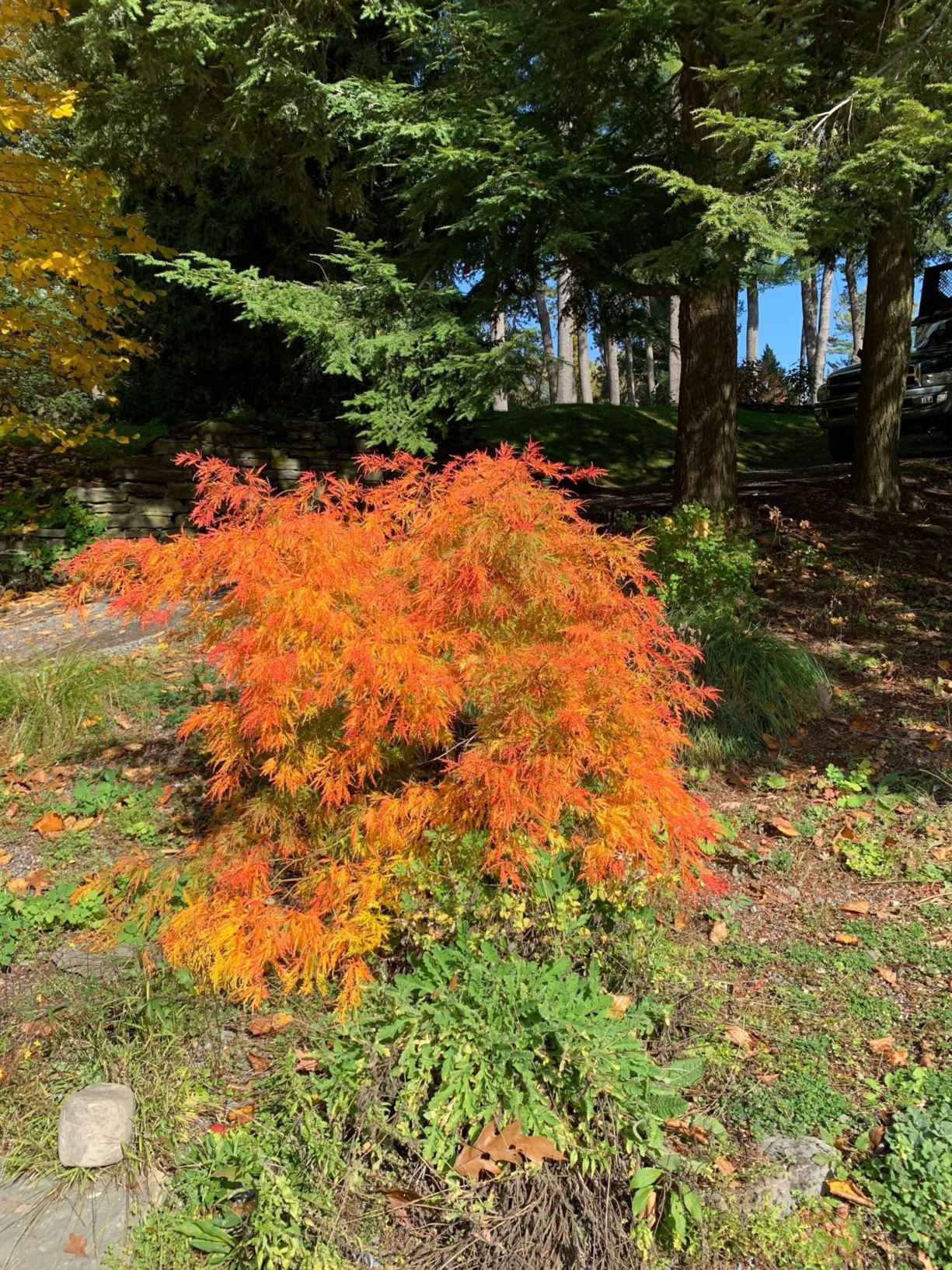 Acer palmatum 'Dissectum'