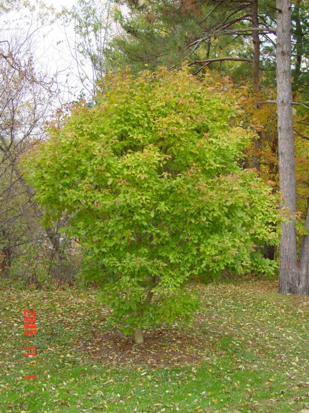 Acer henryi