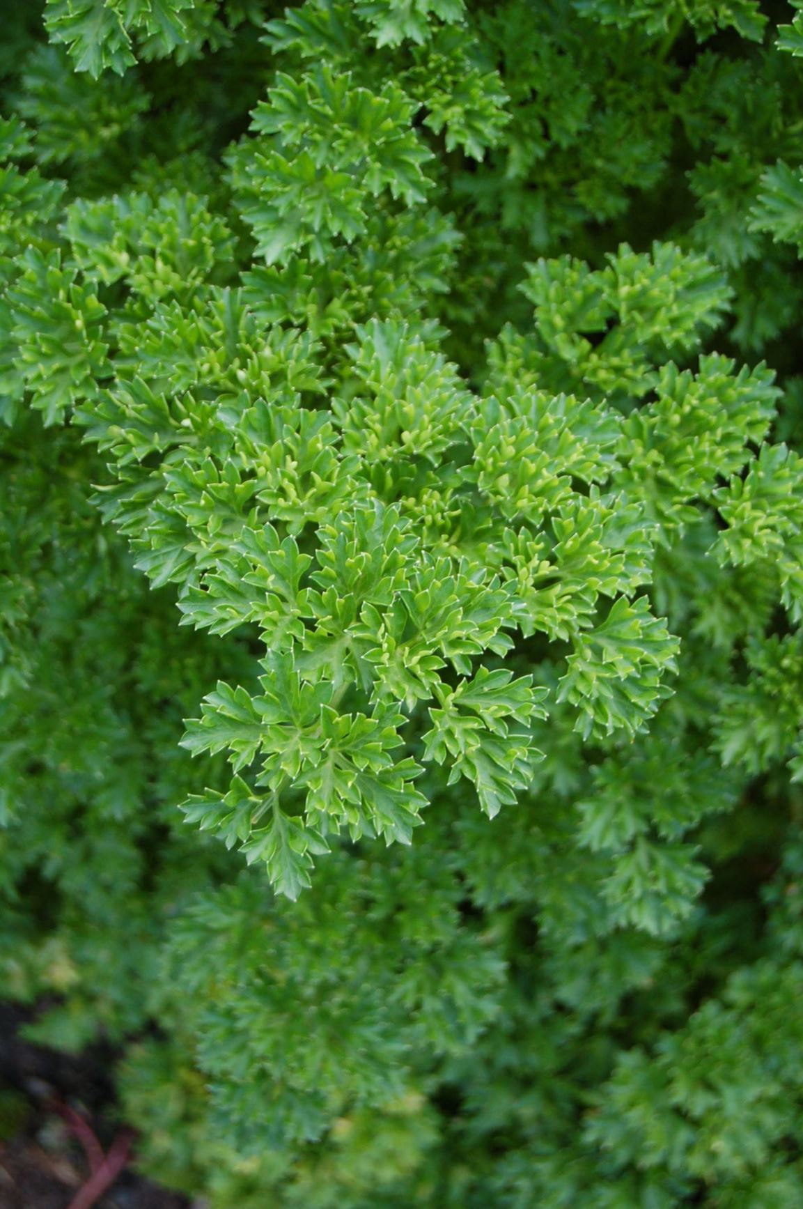 Petroselinum crispum 'Extra Curled Dwarf' - curled parsley, parsley, ache, devil-and-back-ten-times, garden parsley, herb of death, herb venus