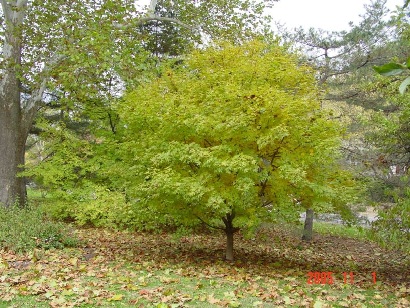 Acer × zoeschense