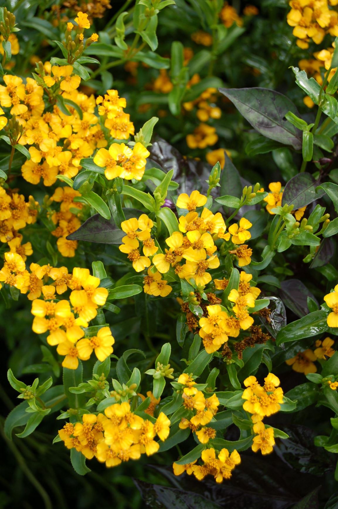 Tagetes lucida - sweet-scented marigold, death flower, sweet mace, sweet-scented Mexican marigold
