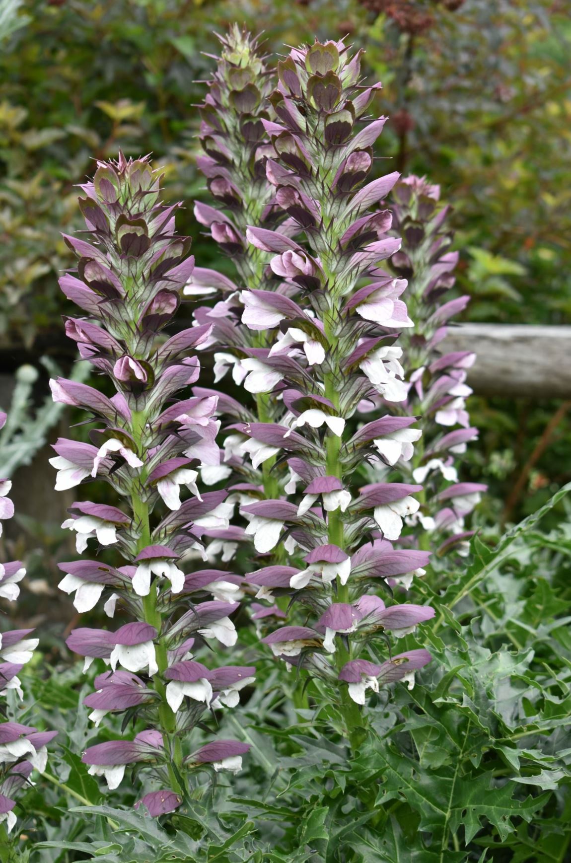Acanthus spinosus