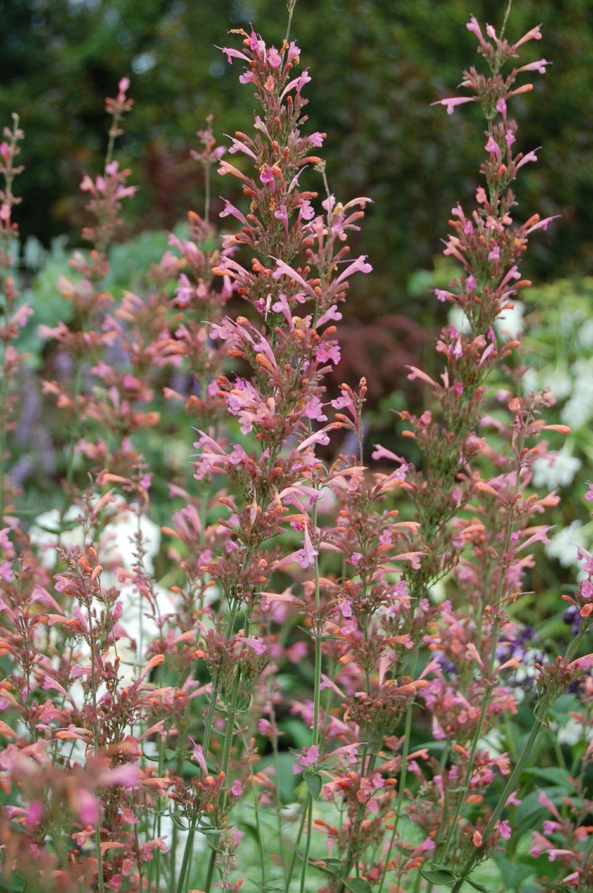 Agastache 'Summer Breeze'