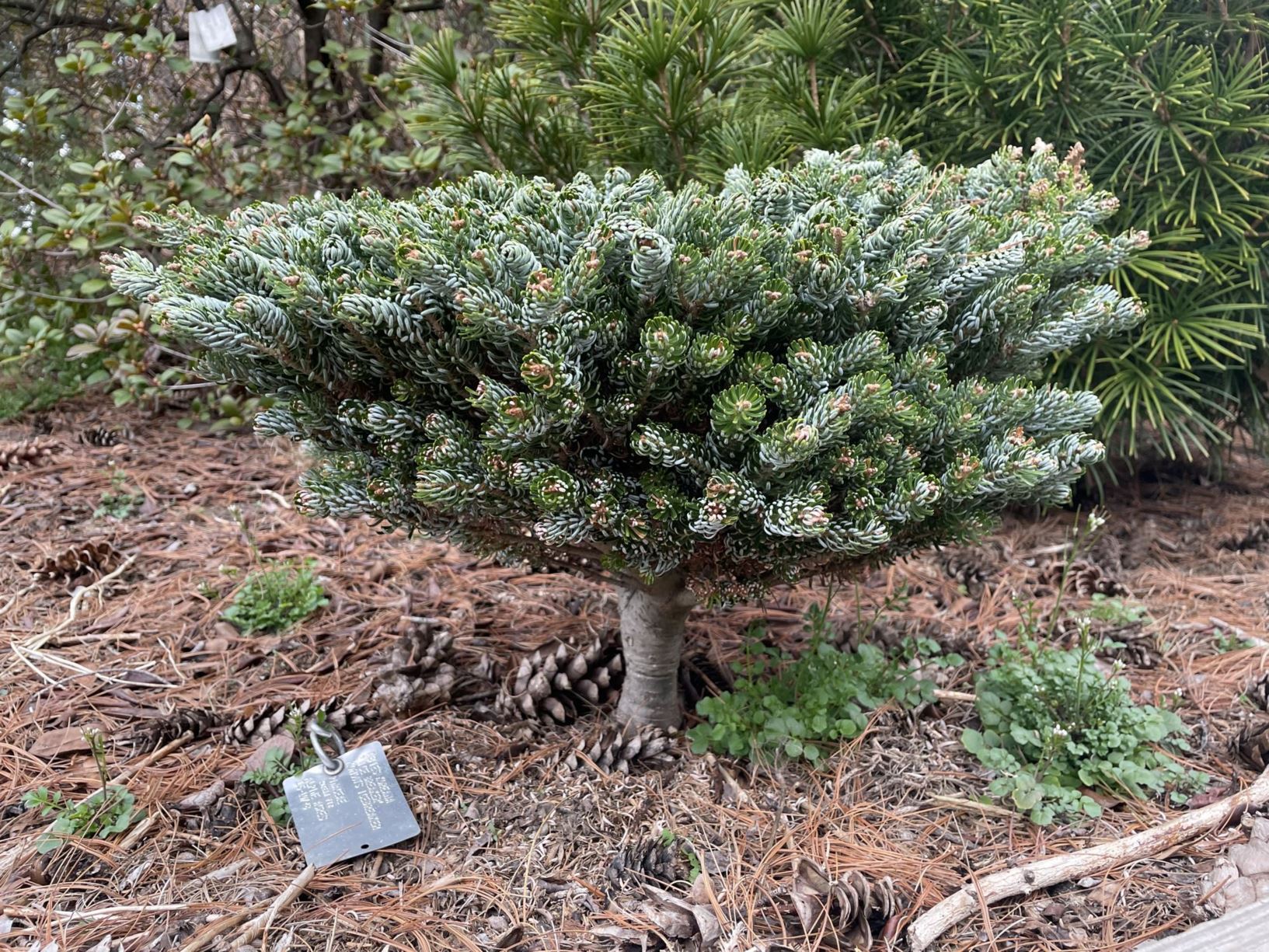 Abies koreana 'Kohouts Icebreaker' Ice Breaker™