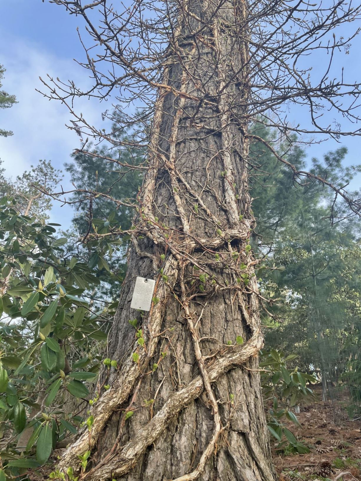 Hydrangea anomala subsp. petiolaris 'Miranda'