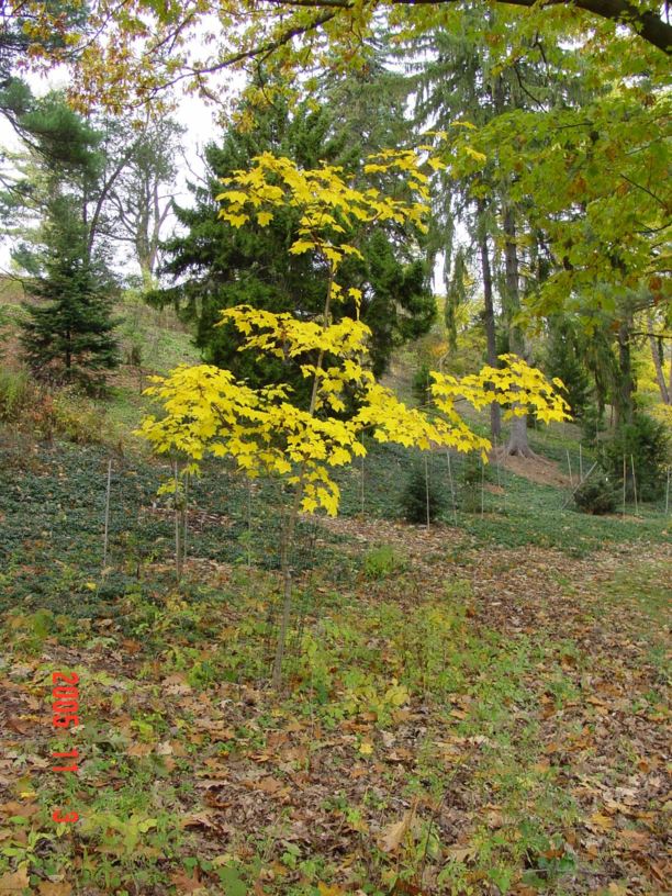 Acer cappadocicum